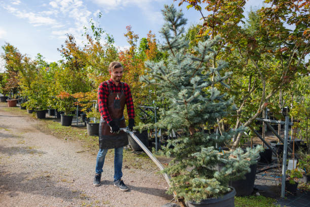 Reliable Pewee Valley, KY Tree Service Solutions